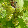 Plants: image 1 0f 5 thumb